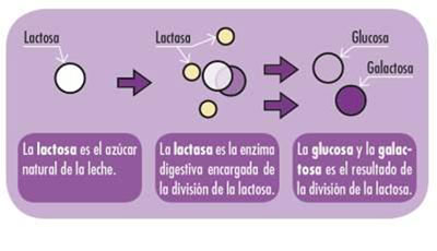 Leche sin lactosa Kaiku Sin Lactosa Entera - Distribución lácteos - Leche  sin lactosa