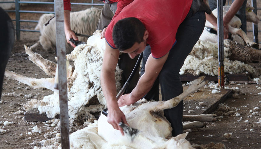 Foto de Propuestas para dar una salida comercial urgente a la lana de oveja