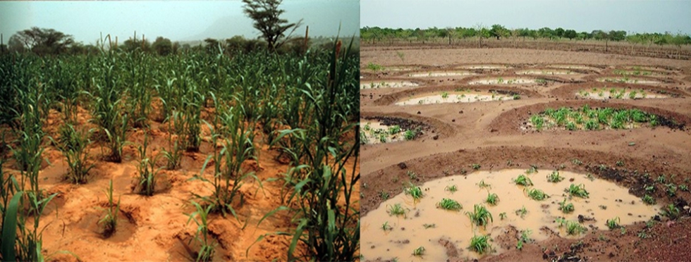 Figura 1. a) Tcnica de conservacin de alcorques del sistema de cultivo za. b) Tcnica de conservacin de agua de la media luna...