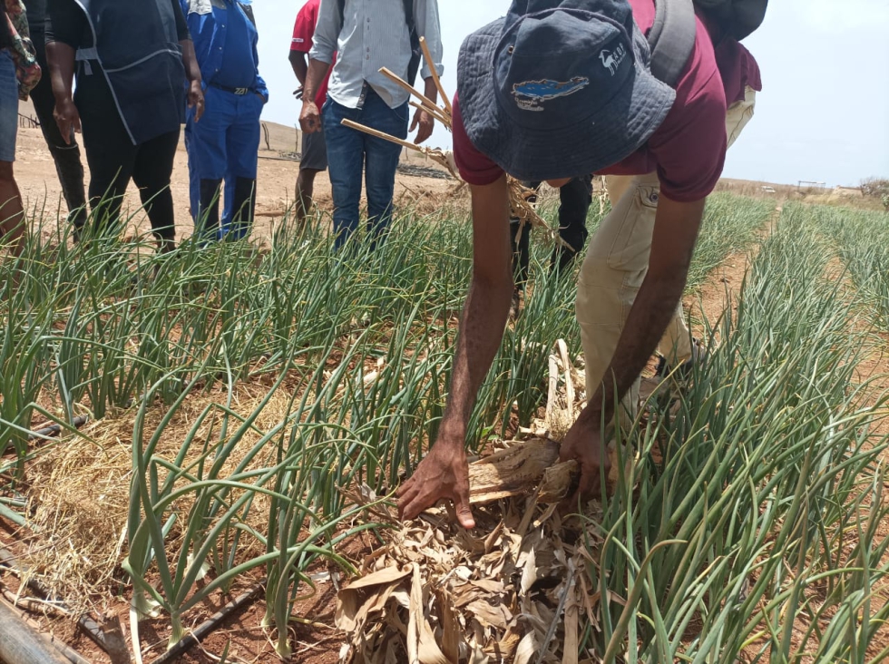 Agricultores y tcnicos de la isla de Maio (Cabo Verde) participaron en mayo de 2024 en una sesin de formacin destinada a mejorar los conocimientos...