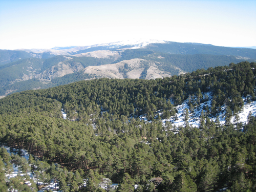 Bosques de la zona