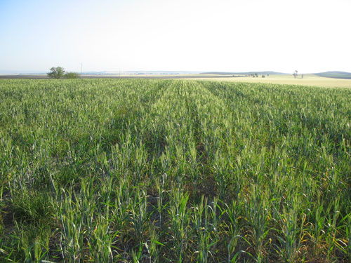 Mala implantacin de un cultivo de trigo por condiciones de sequa en el momento de siembra