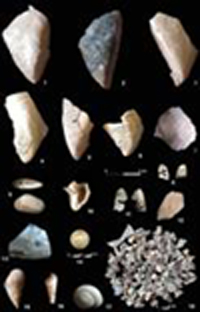 Restos de las conchas encontradas