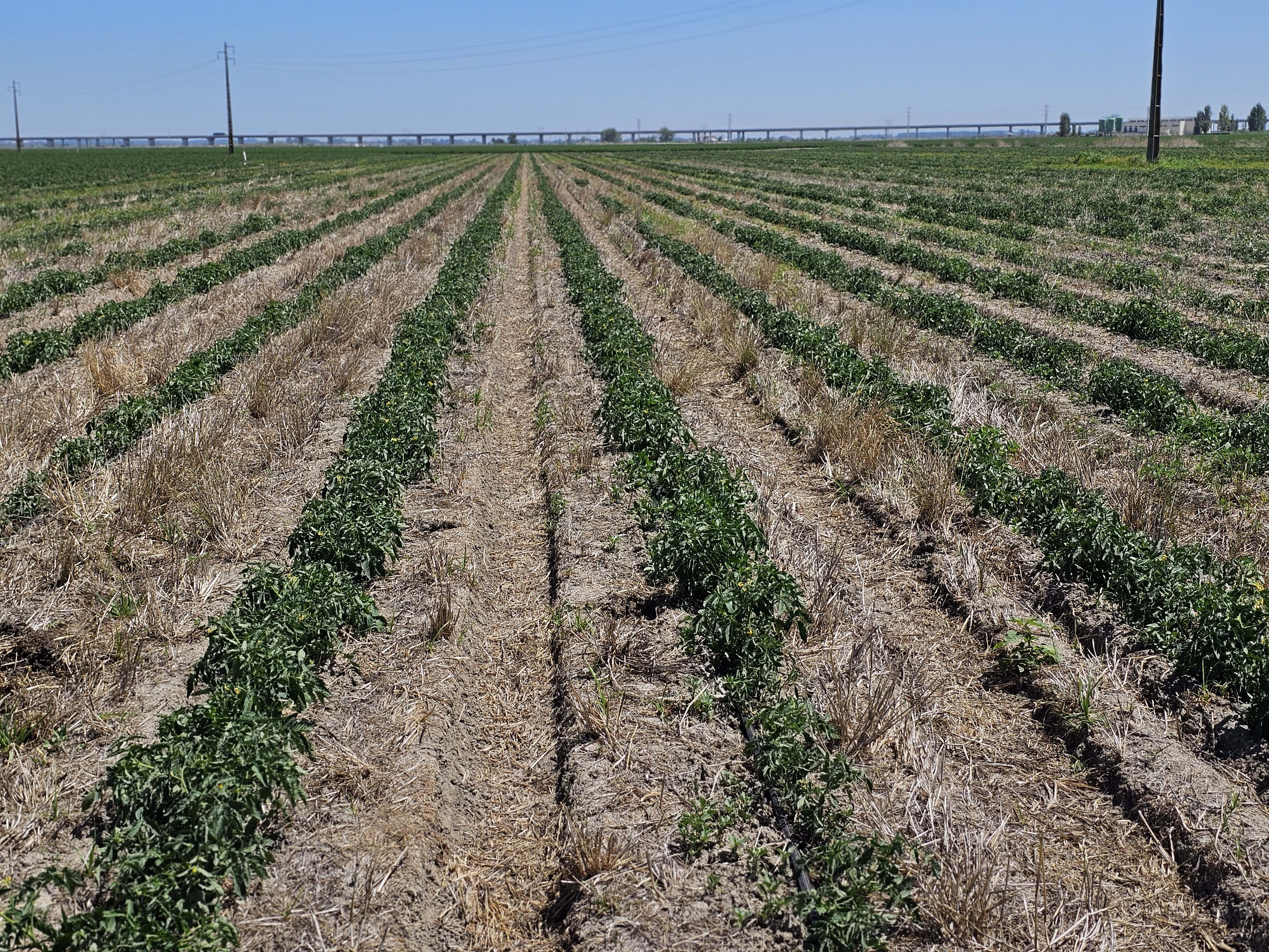 "Portugal produz tomate indstria em monocultura h mais de 20 anos...