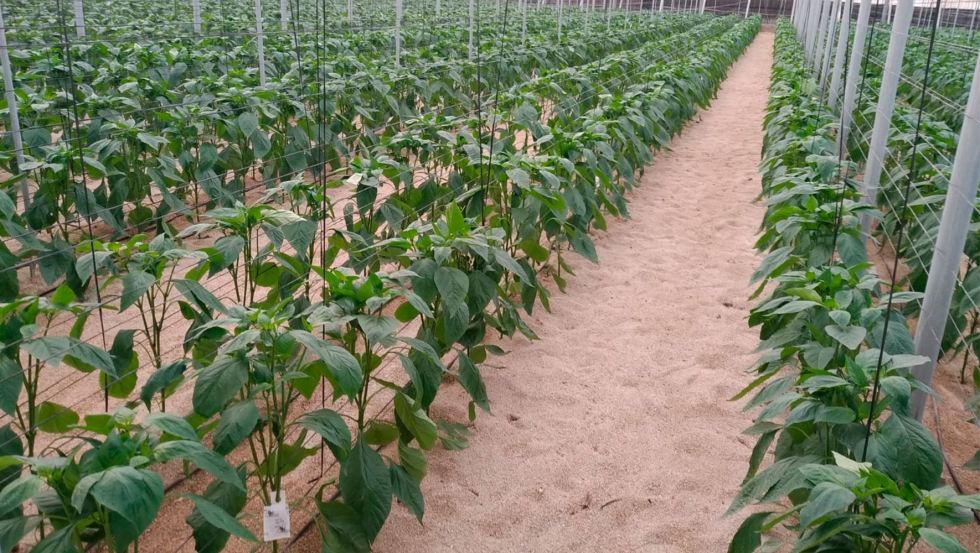 Foto de Los cultivos de invernadero avanzan sus ciclos de cultivo