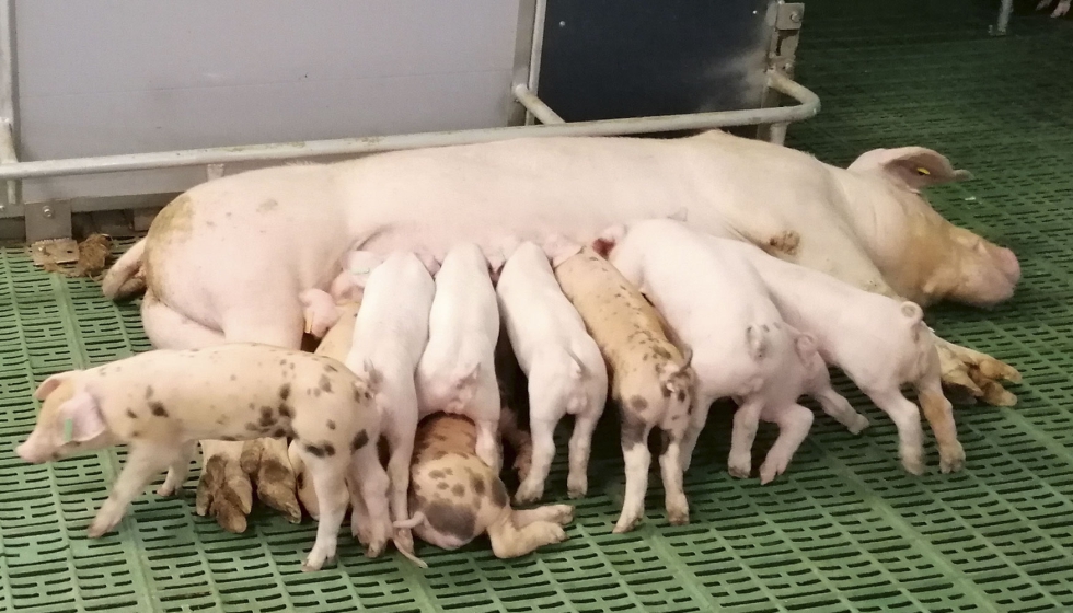 Animales de la especie porcina en una granja