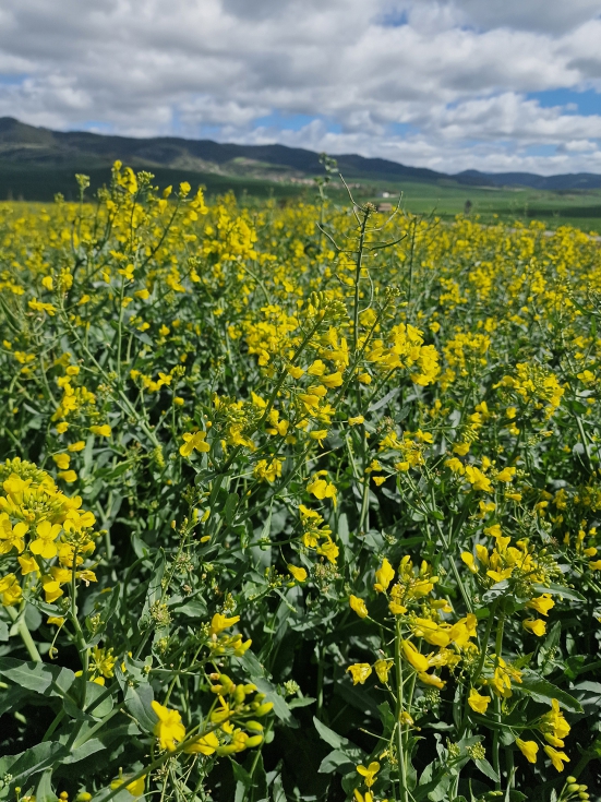 Estamos trabajando en diferentes estrategias de momentos y dosis de aplicacin de fertilizantes...