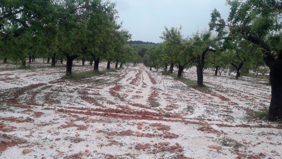 El pedrisco malmete entre el 20% y el 90% de la cosecha en Jan segn la zona