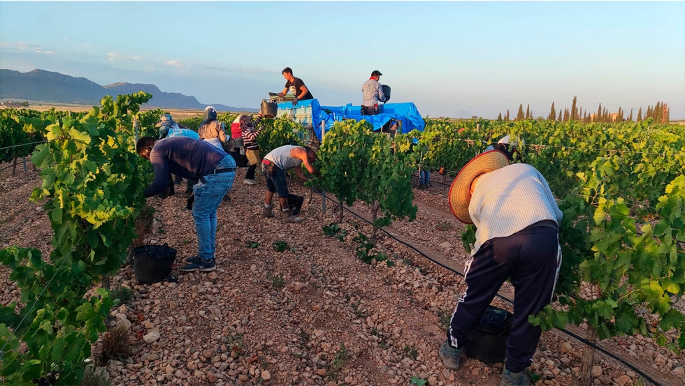 Jornaleros trabajando en la vendimia de la DOP Jumilla