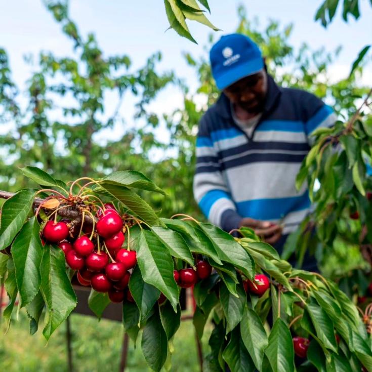 Finca de cerezos a Alpicat (Javi Martn). Fotografa del IG de Uni de Pagesos