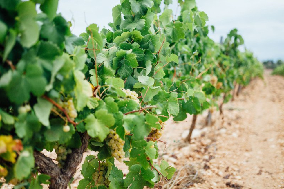 Esta vendimia viene marcada por una uva de buena calidad y la consolidacin de la categora del Cava de Guarda Superior