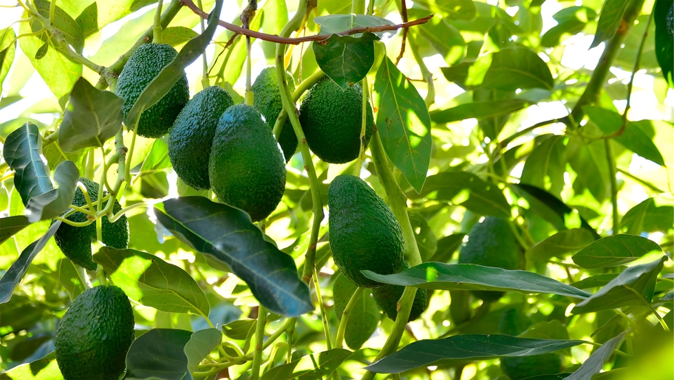 El cultivo de aguacate es un reto debido a la sequa