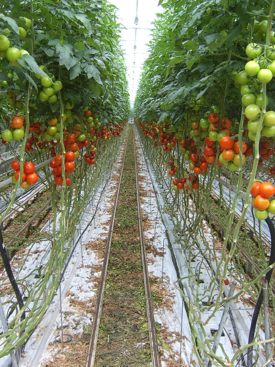 Cultivo de tomate en invernadero