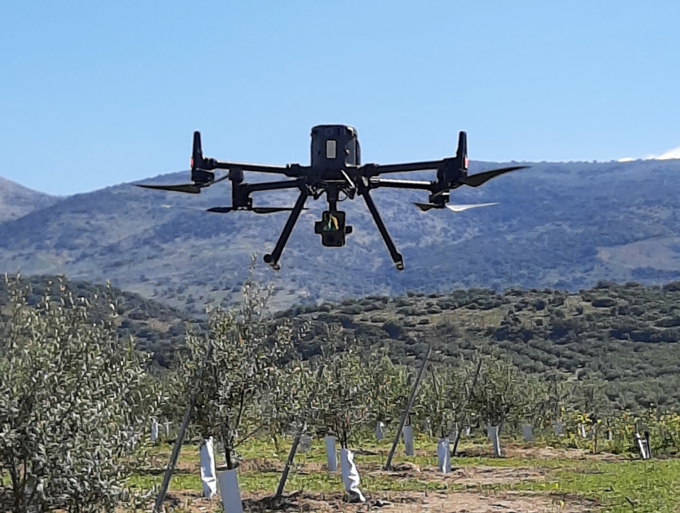 Dron en un campo de olivos