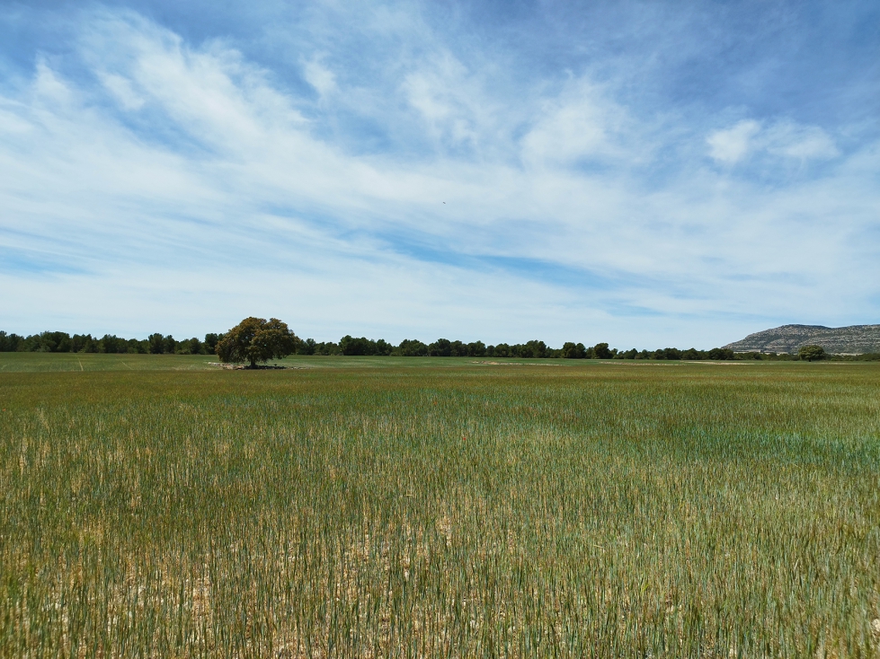 Los asistentes a estas jornadas de campo tendrn la oportunidad de ver in situ dos casos de xito en la gestin de prcticas sostenibles para el...