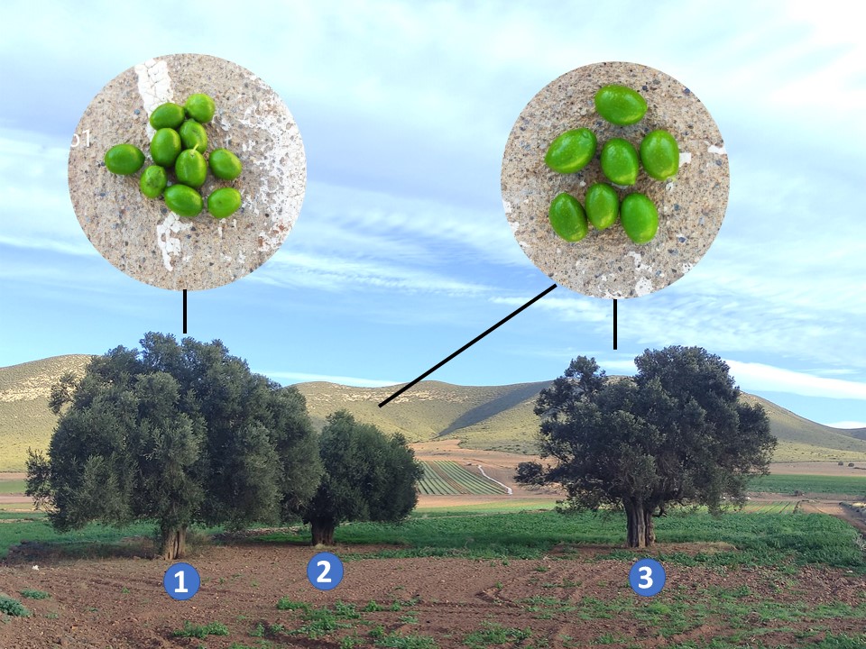 Figura 2: Ejemplo de paraje de prospeccin. Olivos antiguos, reducto de olivar antiguo, en Cortijo Fraile, Njar, Almera...