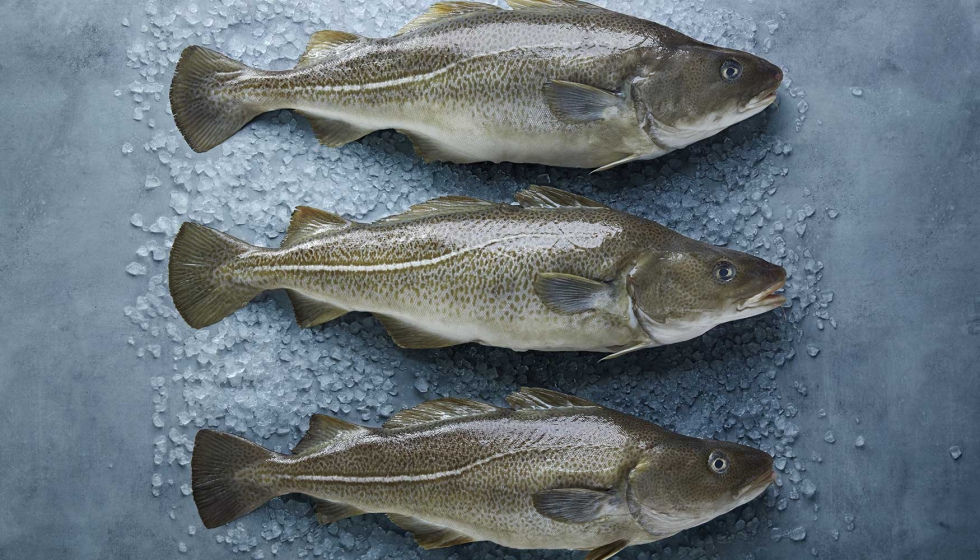 Foto de Noruega replica con el bacalao fresco el modelo de xito comercial del salmn