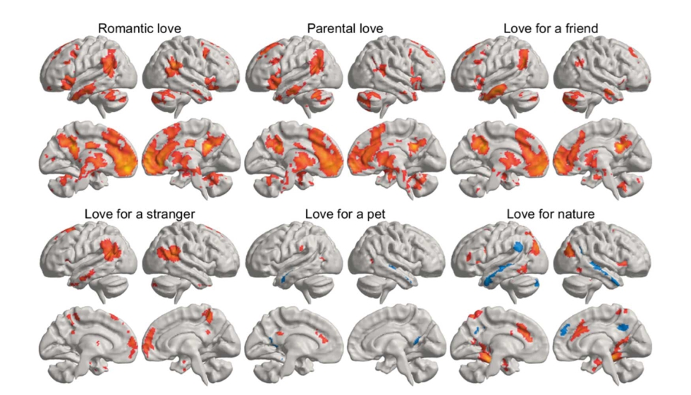 La imagen representa una media estadstica de cmo diferentes tipos de amor iluminan distintas regiones del cerebro...