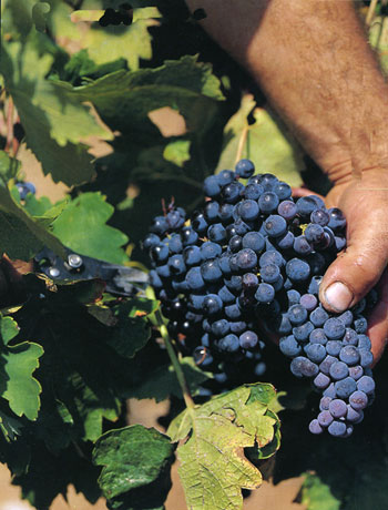 La fermentacin del vino se lleva a cabo por la Saccharomyces, una levadura que no hay que aadir, porque la uva la contiene...