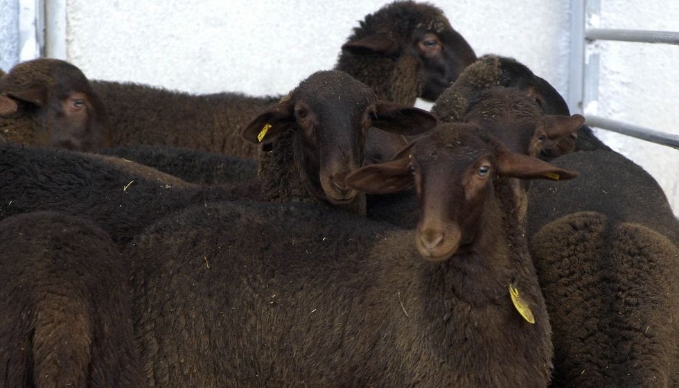 Ejemplares de raza Guirra