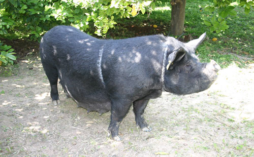 En la imagen, un ejemplar de cerdo Chato Murciano.Foto:http://www.carm.es