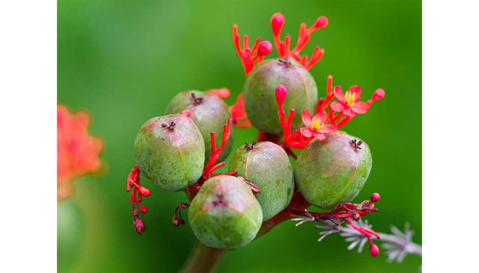 Jatropha curcas