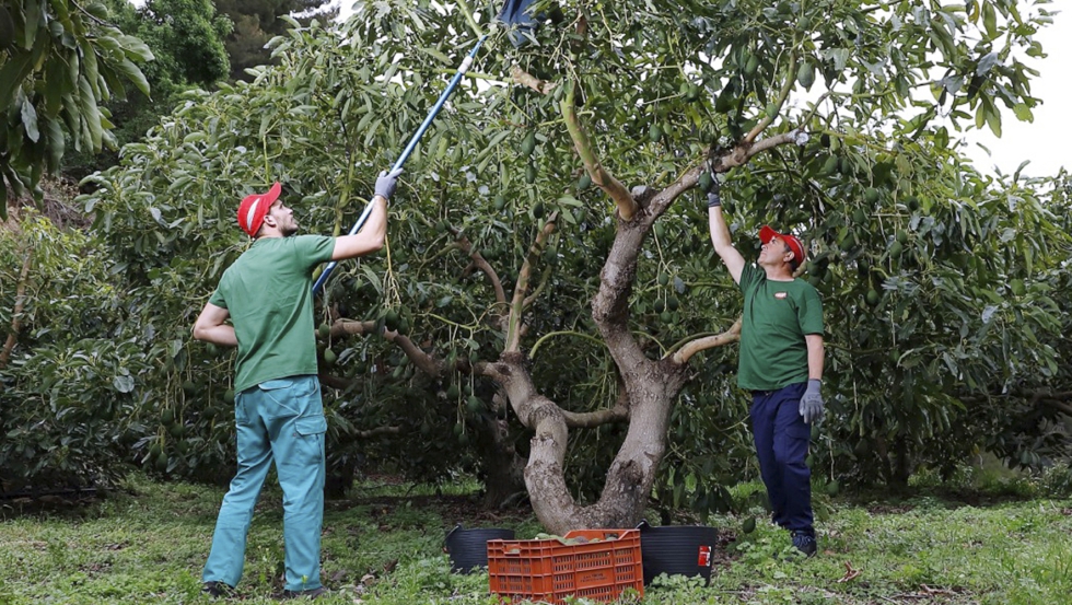 Cultivo y recoleccin de aguacates (Foto TROPS)