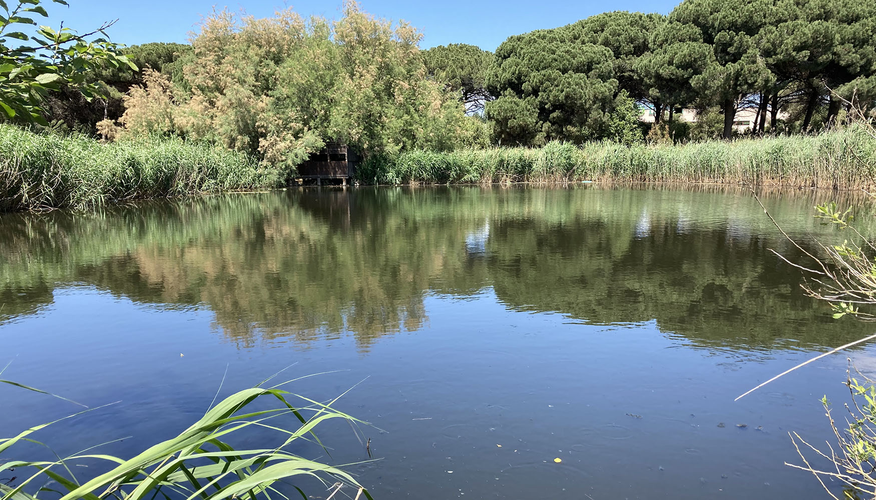 El estudio allana el camino para potenciar el uso de soluciones basadas en la naturaleza como puente entre las estaciones depuradoras de aguas...