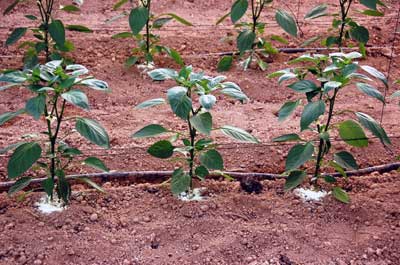 Plantas injertadas en lneas de pimientos autctonas, adaptadas a las condiciones de los suelos, clima y ciclos de cultivo de la Regin...