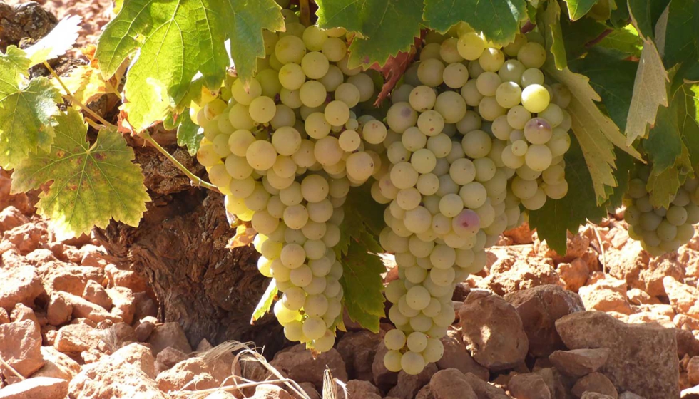 La organizacin agraria critica que todas las campaas de vendimia se producen prcticas abusivas y dominantes que ponen a los viticultores en una...