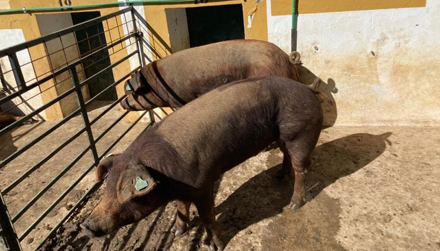 Ejemplares de raza Duroc