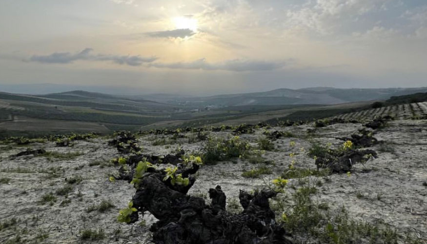 Fotografia de GOPAGOS finaliza la zonificacin que impulsar la diferenciacin de pagos vitivincolas en Crdoba, Mlaga y Huelva