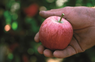 El tamao de los frutos es una variable determinante en nuestro trabajo"