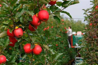 Este ao las manzanas volvern a los calibres 70/80