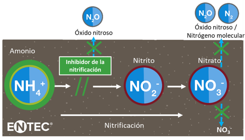 Figura 2. Efecto de los inhibidores de la nitrificacin en la transformacin del nitrgeno en el suelo