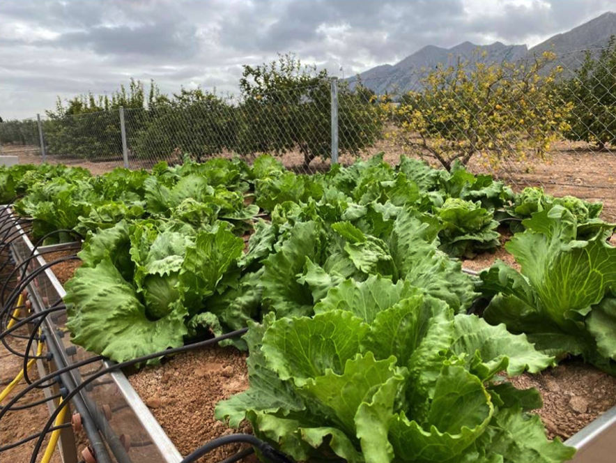 Foto 2. Ensayo experimental de fertirrigacin y determinacin de lixiviacin de nitratos en lechuga. Colaborador: CEBAS-CSIC...