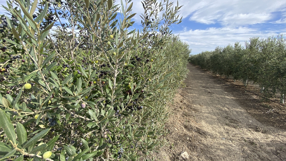 La sostenibilidad abarca aspectos muchos ms amplios que incluso no estn relacionado directamente con el cuidado del material vegetal o del proceso...