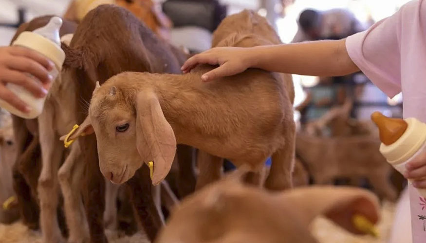Actividad �Dale el biber�n a un chivito� en el marco de la Fiesta de la Cabra Malague�a
