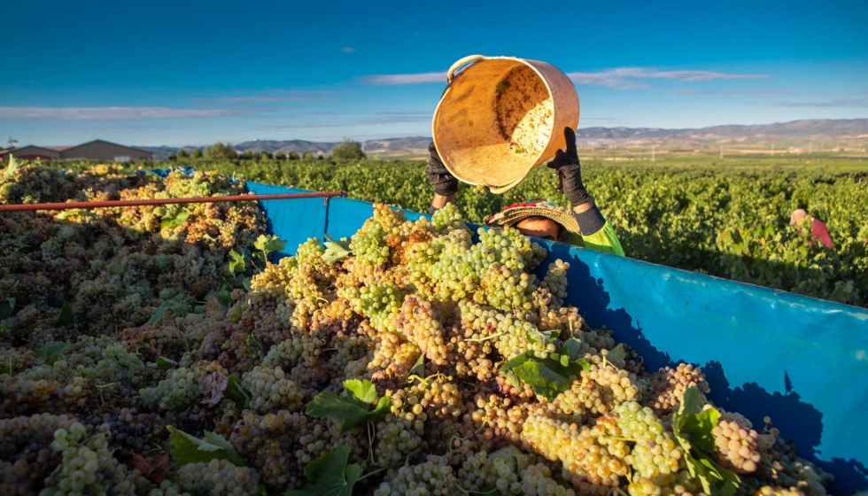 Foto de La DO Cariena prev vendimiar 56 millones de kg de uva