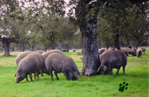 Cerdos engordados en montanera a base de bellota y hierbas, propias del ecosistema de la dehesa