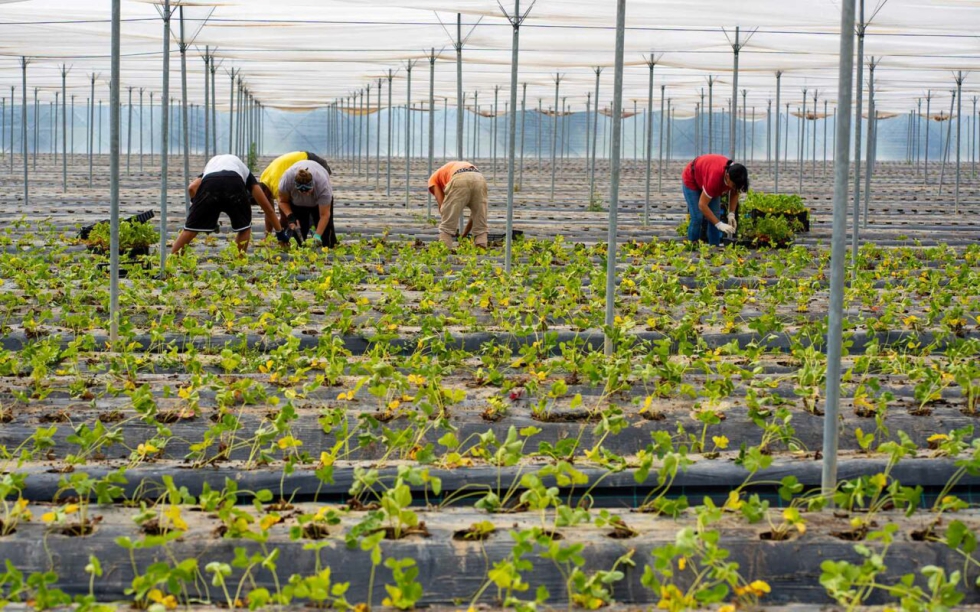 Foto de Nova Siri Genetics alcanzar los 150 millones de plantas de sus variedades de fresa