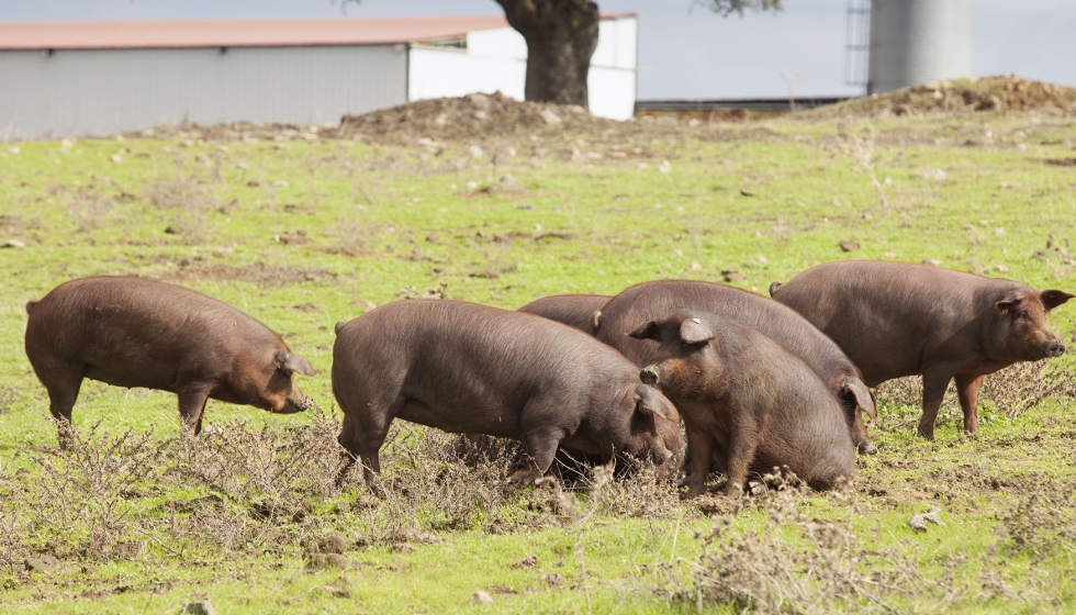 Ejemplares de cerdo Ibrico en una zona de dehesa