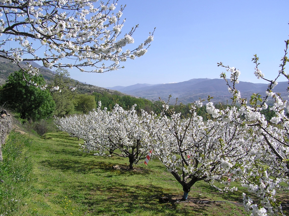 Cerezos en el Valle del Jerte