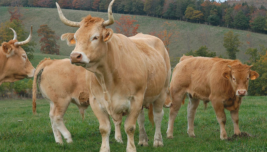 Ejemplares de la especie bovina