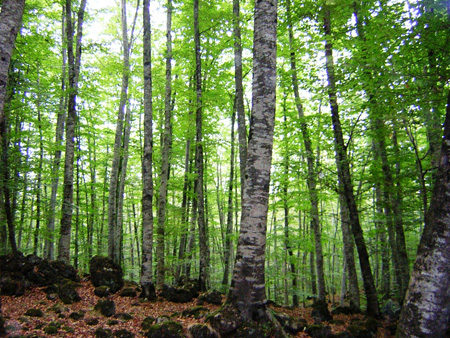 La certificacin PEFC garantiza que la madera, el corcho y otros productos forestales provienen de bosques gestionados de forma sostenible...
