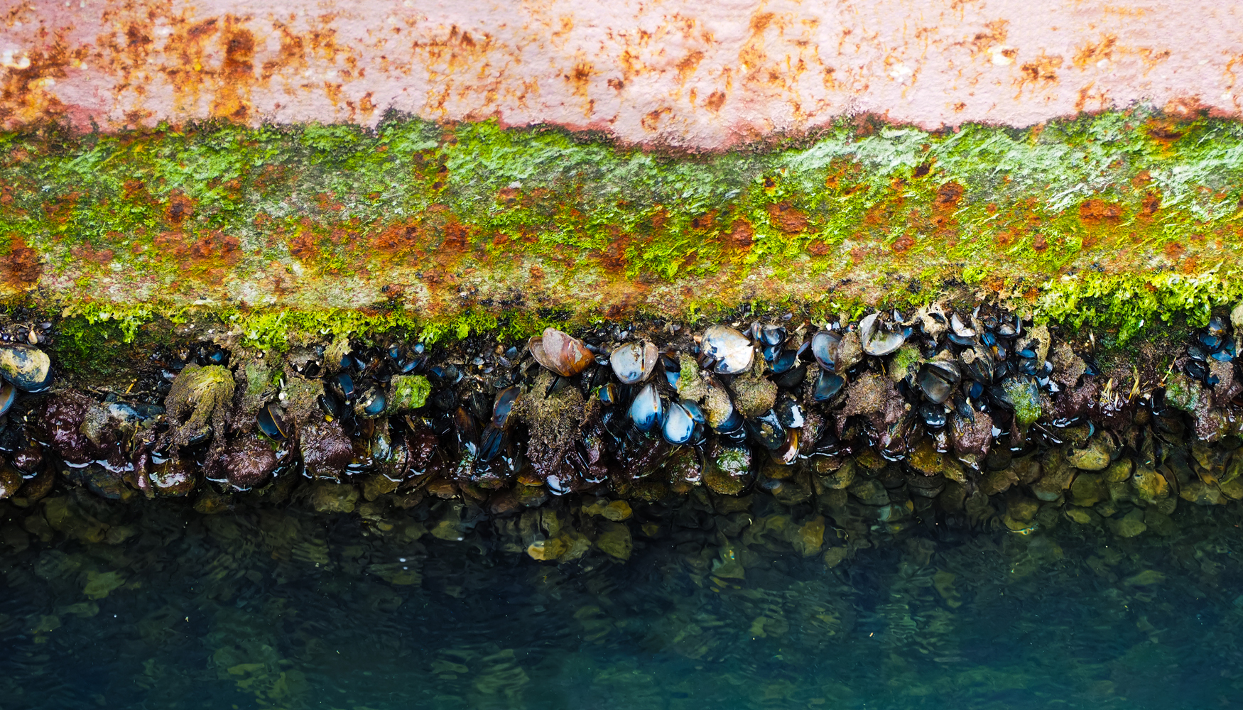 La bioincrustacin marina implica la adhesin de ms de 4.000 especies de organismos marinos...