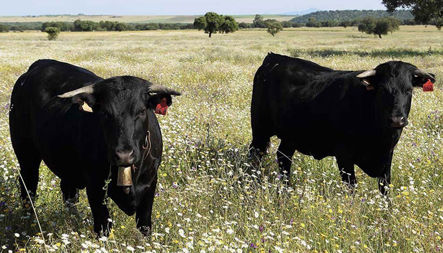 Ejemplares de la raza Avilea-Negra Ibrica