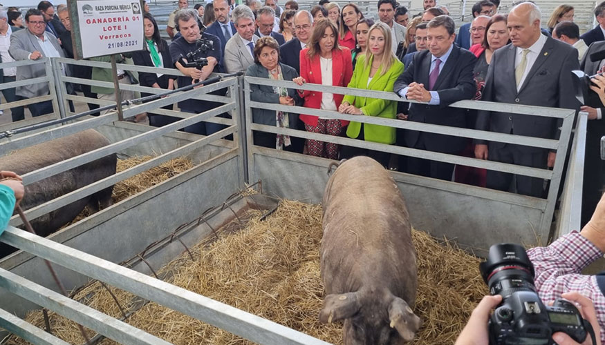 Luis Planas visita la nave de porcino de la FIG de Zafra