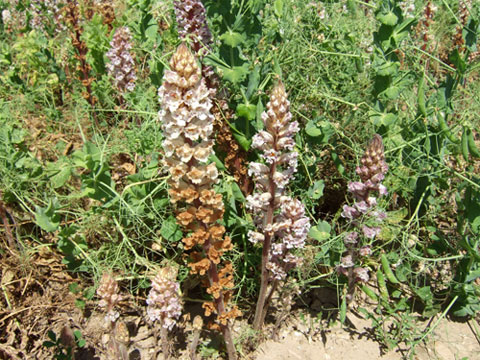 Planta afectada con Orobanche crenata (detalle)