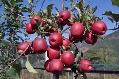 En la finca de Llesp se cultivan 13 variedades comerciales de manzana y dos de pera